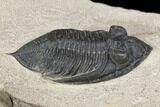 Bargain, Zlichovaspis Trilobite - Atchana, Morocco #119864-4